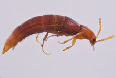 Ischnosoma lecontei