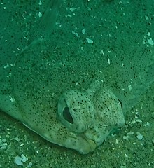 Pleuronichthys verticalis