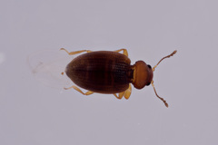 Corticarina