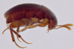 Ptomaphagus