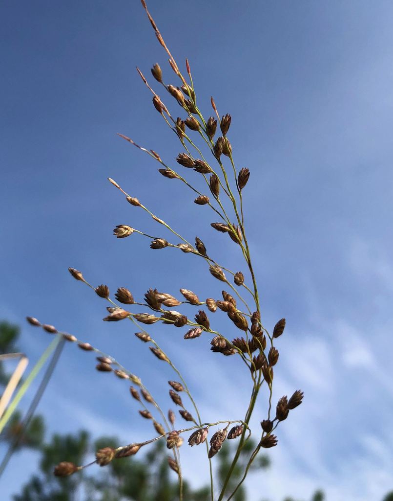 Pine Barren Fluffgrass