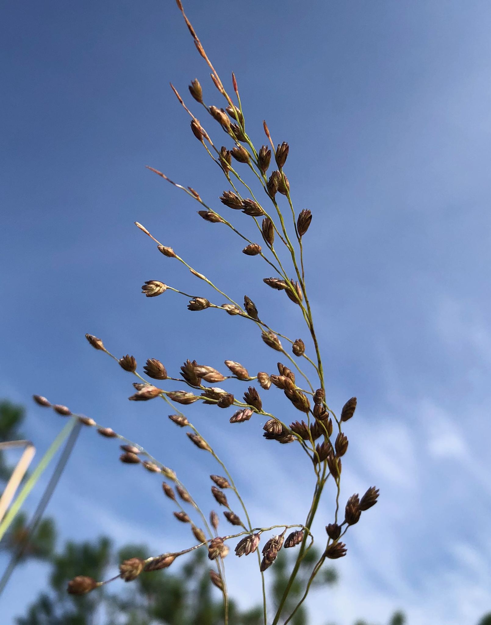 Tridens ambiguus