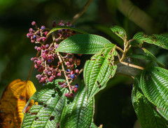 Miconieae