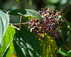 Miconieae