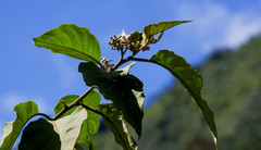 Solanum asperolanatum