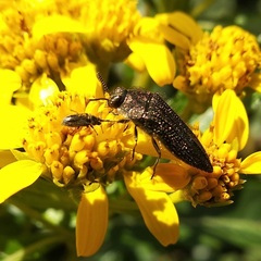 Acmaeodera cuprina