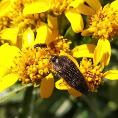 Acmaeodera cuprina