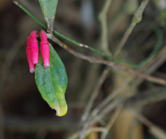 Macleania coccoloboides