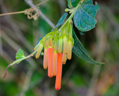 Iochroma fuchsioides