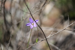 Wahlenbergia gracilenta