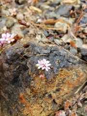 Lessingia micradenia micradenia