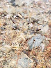 Lessingia micradenia micradenia