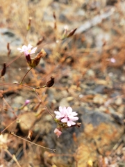Lessingia micradenia micradenia