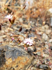 Lessingia micradenia micradenia
