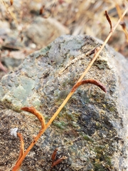 Lessingia micradenia micradenia