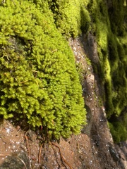 Diobelonella palustris