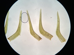 Diobelonella palustris