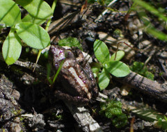 Pristimantis eremitus