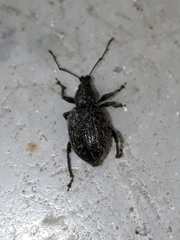 Otiorhynchus sulcatus