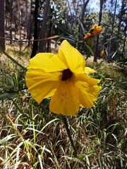 Hibiscus heterophyllus