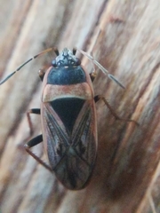 Xanthochilus
