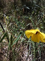 Hibiscus heterophyllus