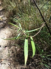 Hibiscus heterophyllus