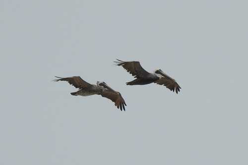 Brown Pelican photographed in Delaware