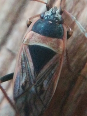Xanthochilus