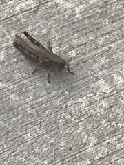 Melanoplus