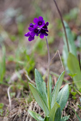 Primula macrophylla