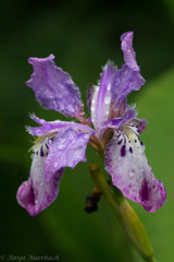 Iris milesii