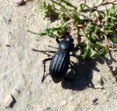 Stenomorpha lecontella