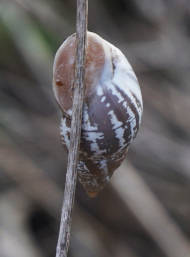 Striped Rabdotus Snail