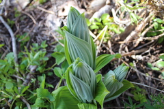 Veratrum californicum
