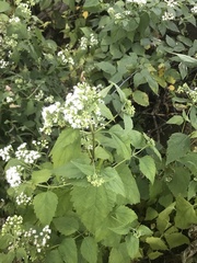 Ageratina altissima