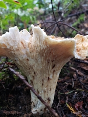 Turbinellus kauffmanii