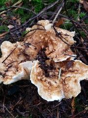 Turbinellus kauffmanii