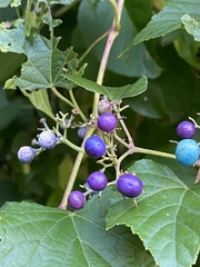 Ampelopsis glandulosa