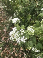 Ageratina altissima