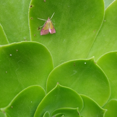 Choristostigma