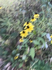 Rudbeckia triloba