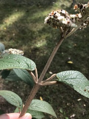 Viburnum × rhytidophylloides