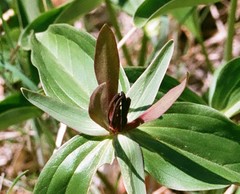 Trillium viride