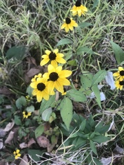 Rudbeckia triloba
