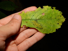 Phyllocnistis ampelopsiella