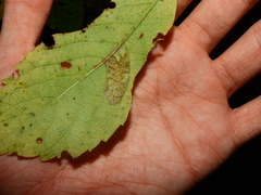 Phyllocnistis ampelopsiella