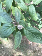 Viburnum × rhytidophylloides