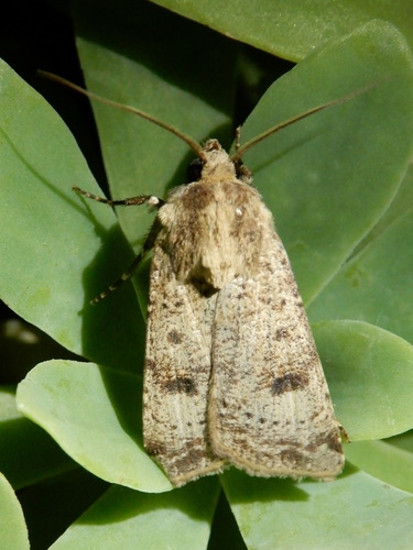 Crescent Dart
