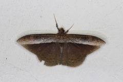 Hemeroblemma schausiana